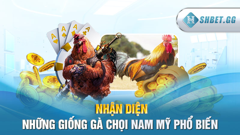 Gà chọi Nam Mỹ: Giống gà đá hay nhất được ưa chuộng 4 Nhận diện những giống gà chọi Nam Mỹ phổ biến